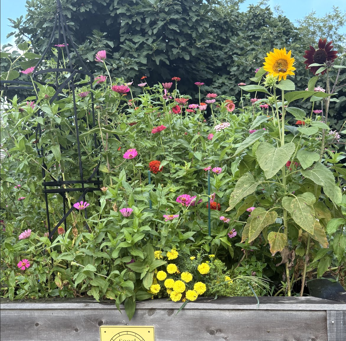 Start Your Kitchen Garden